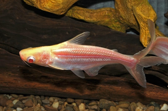 Picture of SHARK: IRIDESCENT, ALBINO 2" FL BRED