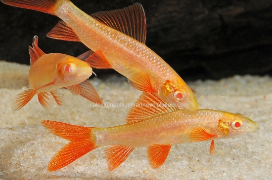 Picture of SHARK: RAINBOW ALBINO 5" 