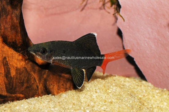 Picture of SHARK: REDTAIL BLACK 1.5"