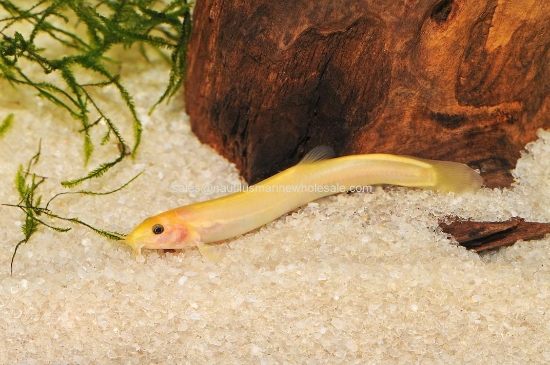 Picture of LOACH: DOJO GOLD (NO VA,MI,NY,NJ)