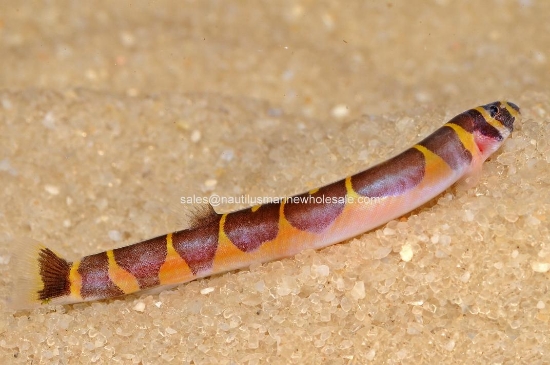 Picture of LOACH: KUHLI