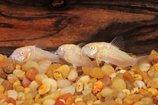 Picture of CORY: ALBINO LG W.W.