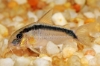 Picture of CORY: ARCUATUS LG