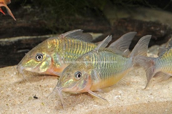 Picture of CORY: BROCHIS BRISTKI  (SPLENDENS) S.A.