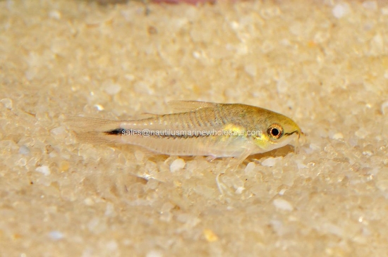 Picture of CORY: PYGMY W.W.