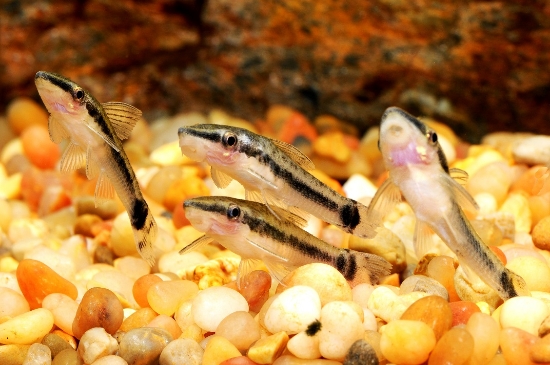 Picture of CAT: OTOCINCLUS W.W.