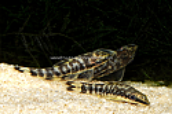 Picture of CAT: OTOCINCLUS ZEBRA