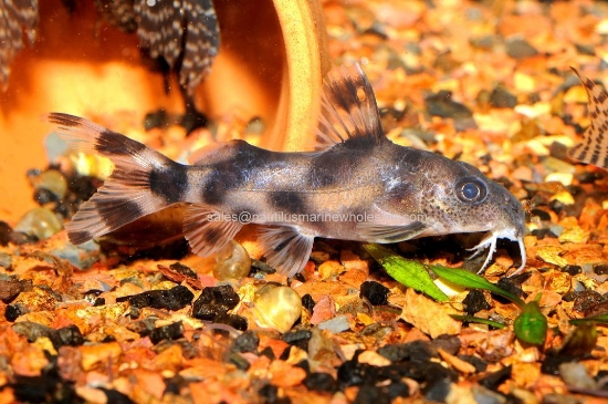 Picture of CAT: SYNO DECORUS 1"