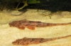 Picture of CAT: WHIPTAIL
