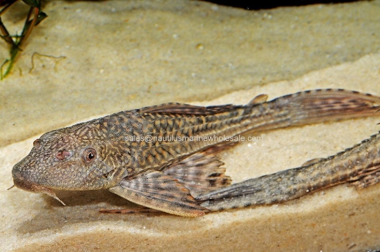 Picture of PLECO: 2" COMMON