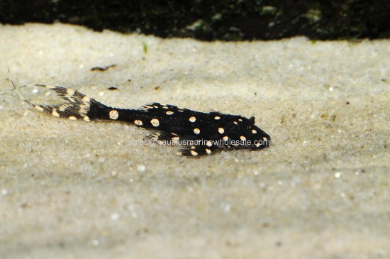 Picture of PLECO: ADONIS