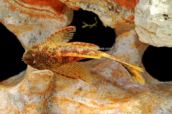 Picture of PLECO: BUSHYNOSE L/F 1-1.5"