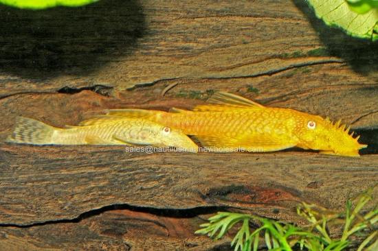 Picture of PLECO: BUSHYNOSE ALBINO 1-1.5"