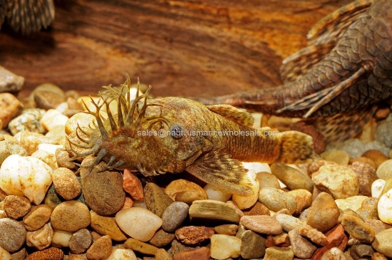 Picture of PLECO: BUSHYNOSE LG (WILD) WW