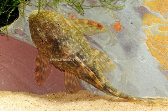 Picture of PLECO: CLOWN W.W.