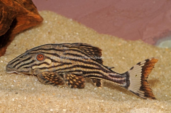 Picture of PLECO: ROYAL SM