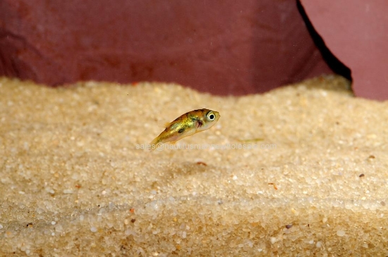 Picture of PUFFER: DWARF W.W.