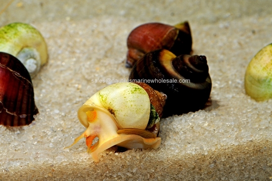 Picture of SNAIL: ASST MYSTERY  *EDLP SPECIAL* (NO AZ, GA, LA, ME, ID) *LIMITED AVAILABILITY LATELY*