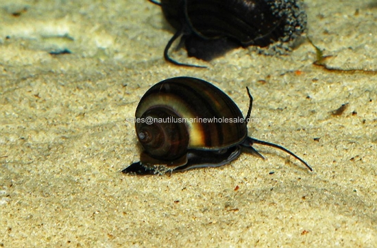 Picture of SNAIL: BLACK (NO AZ, GA, LA)