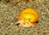 Picture of SNAIL: GOLD (NO AZ, GA, LA, ME)