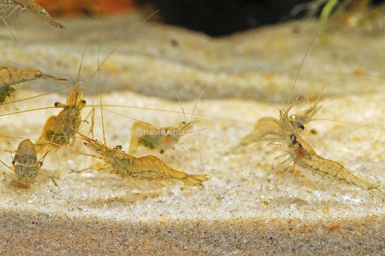 Picture of FEEDER: GHOST SHRIMP HALF-BOX