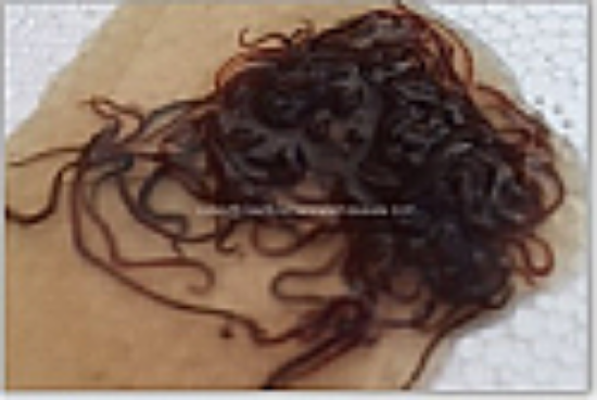 Picture of FEEDER: BLACK WORMS 1/4 LB