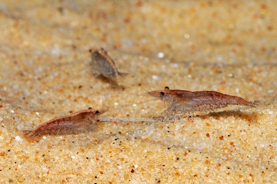 Picture of SHRIMP: RED CHERRY