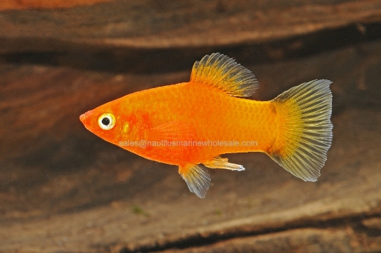 Picture of PLATY: RED TWIN BAR