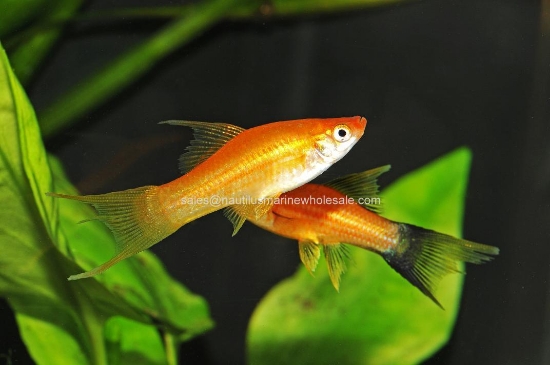 Picture of SWORD: ASST L/T