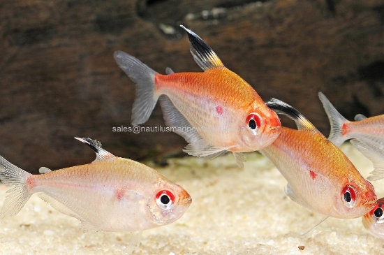 Picture of TETRA: BLEEDING HEART MD *ON SPECIAL*