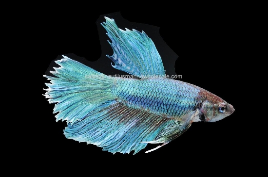 Picture of BETTA: DOUBLE TAIL HALF MOON MALE