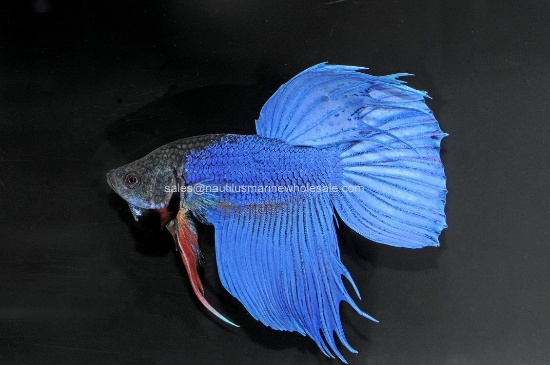 Picture of BETTA: MALE