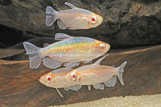 Picture of TETRA: CONGO ALBINO
