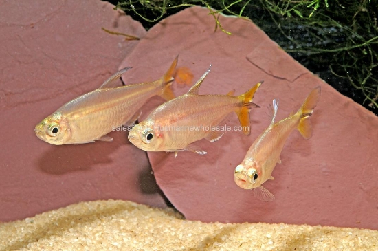 Picture of TETRA: CONGO YELLOWTAIL