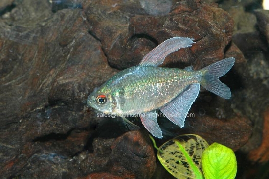 Picture of TETRA: DIAMOND