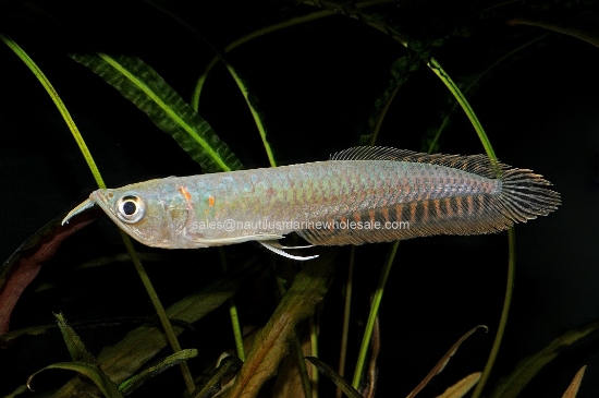 Picture of MISC: AROWANA SILVER MD (about 3.5")*ON SPECIAL*