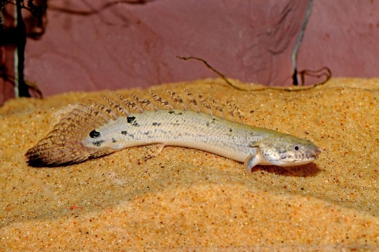 Picture of MISC: BICHIR (DELHEZI)