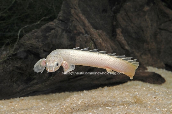 Picture of MISC: BICHIR SENEGAL