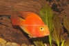 Picture of CICHLID: PARROT BLOOD SM