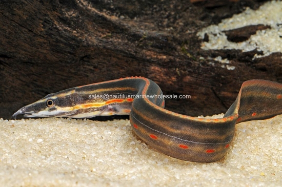 Picture of MISC: EEL FIRE 12-14"  *ON SPECIAL*