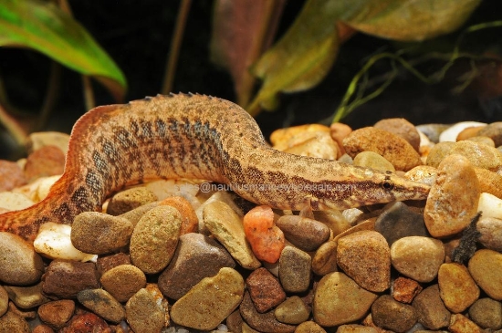 Picture of MISC: EEL SPINEY (PEACOCK)