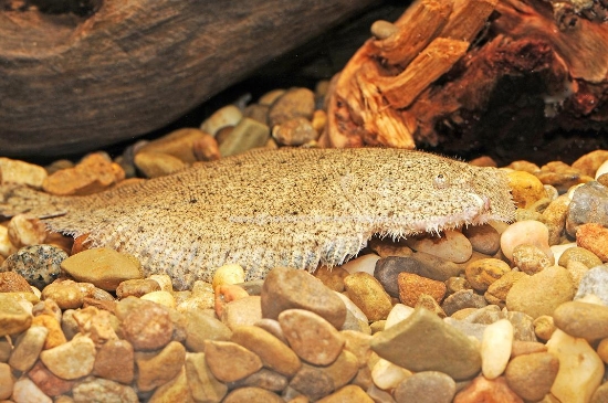 Picture of MISC: FLOUNDER (LIMA)