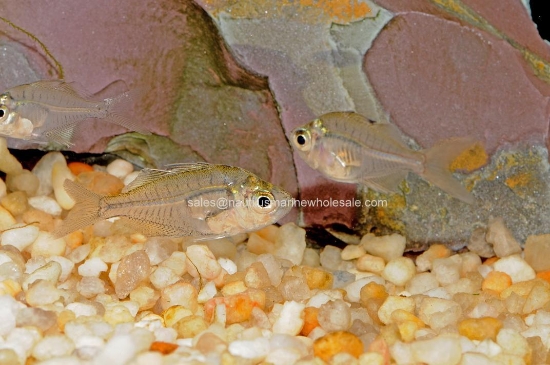 Picture of MISC: GLASS FISH