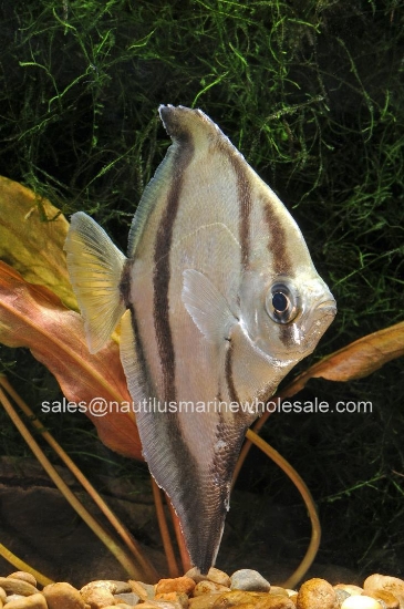 Picture of MISC: MONO SEBAE (FW) *ON SPECIAL*