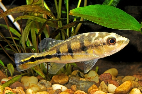 Picture of CICHLID: PEACOCK BASS (NO OK ,MS)