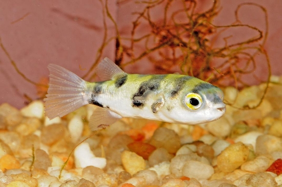 Picture of PUFFER: ASELLUS (FW)