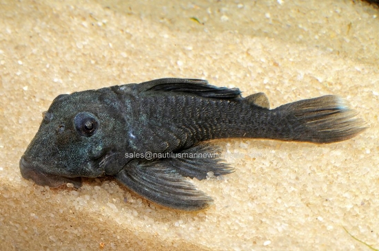 Picture of PLECO: BLUE PANAQUE L-239