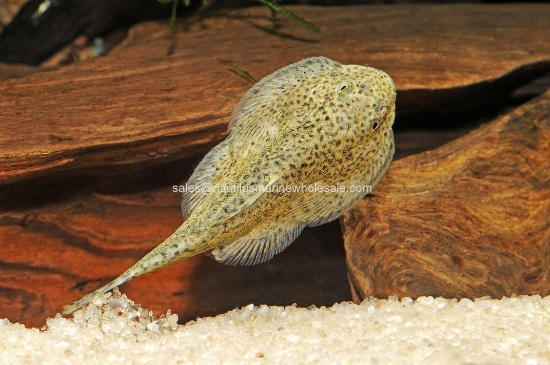 Picture of PLECO: BORNEO SUCKER *ON SPECIAL*