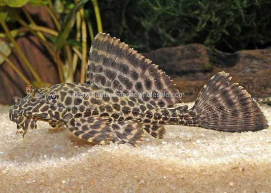 Picture of PLECO: GIBBICEP 2"