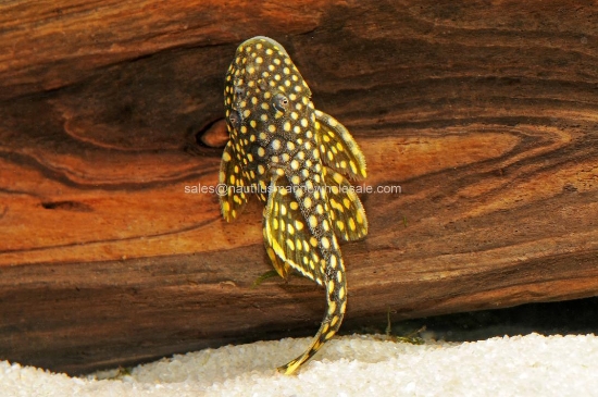 Picture of PLECO: IRIRI L-177